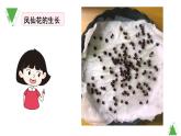 教科版科學(xué)四年級下冊《莖和葉》教學(xué)課件