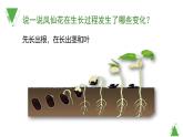 教科版科學(xué)四年級下冊《莖和葉》教學(xué)課件
