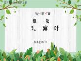 教科版一年級(jí)科學(xué)上冊(cè)《植物-觀察葉》教學(xué)課件