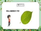教科版一年級(jí)科學(xué)上冊(cè)《植物-觀察葉》教學(xué)課件