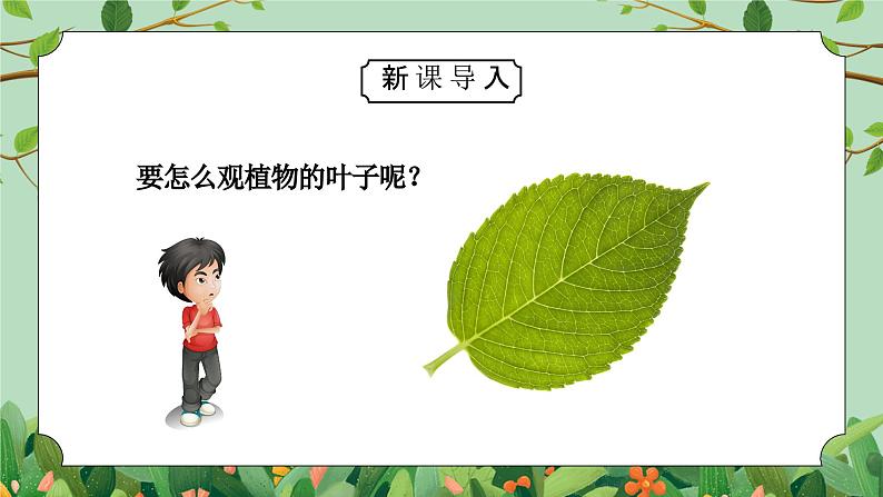 教科版一年级科学上册《植物-观察叶》教学课件第2页