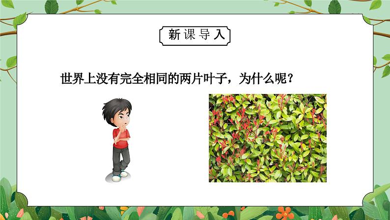 教科版一年级科学上册《植物-观察叶》教学课件第3页