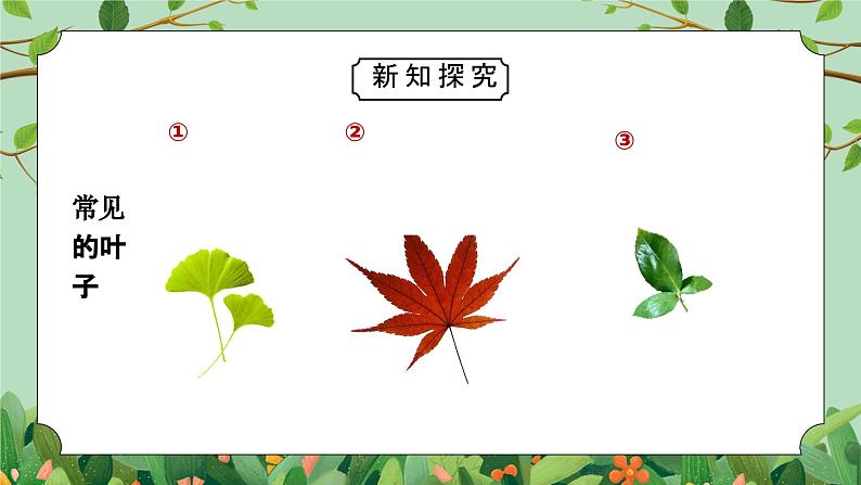 教科版一年级科学上册《植物-观察叶》教学课件第4页