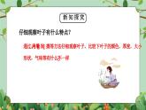 教科版一年級(jí)科學(xué)上冊(cè)《植物-觀察葉》教學(xué)課件