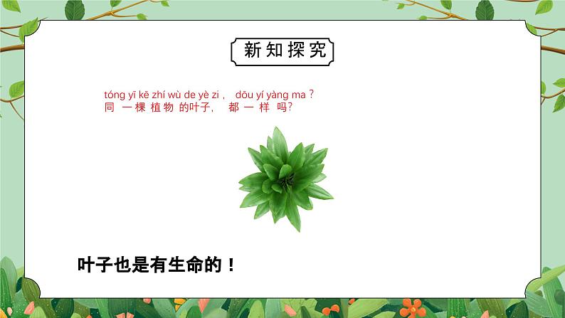 教科版一年级科学上册《植物-观察叶》教学课件第8页