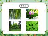 教科版一年级科学上册《植物观察一颗植物》教学课件