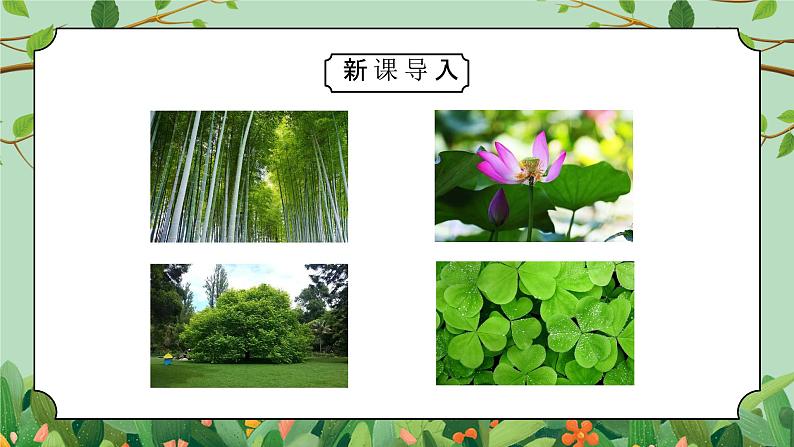 教科版一年级科学上册《植物观察一颗植物》教学课件02