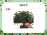 教科版一年级科学上册《植物观察一颗植物》教学课件