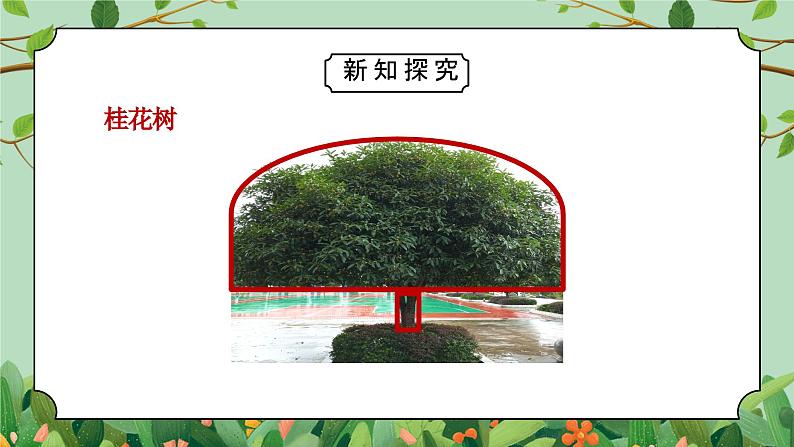 教科版一年级科学上册《植物观察一颗植物》教学课件03