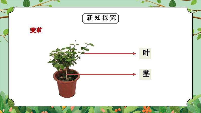 教科版一年级科学上册《植物观察一颗植物》教学课件04