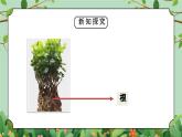 教科版一年级科学上册《植物观察一颗植物》教学课件