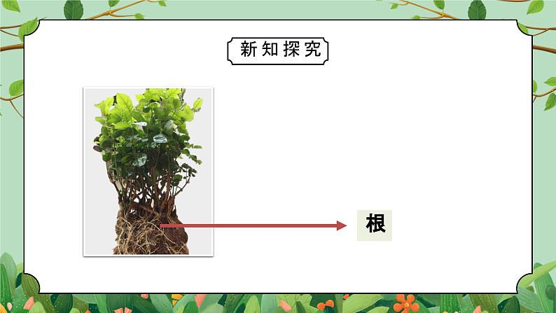 教科版一年级科学上册《植物观察一颗植物》教学课件05