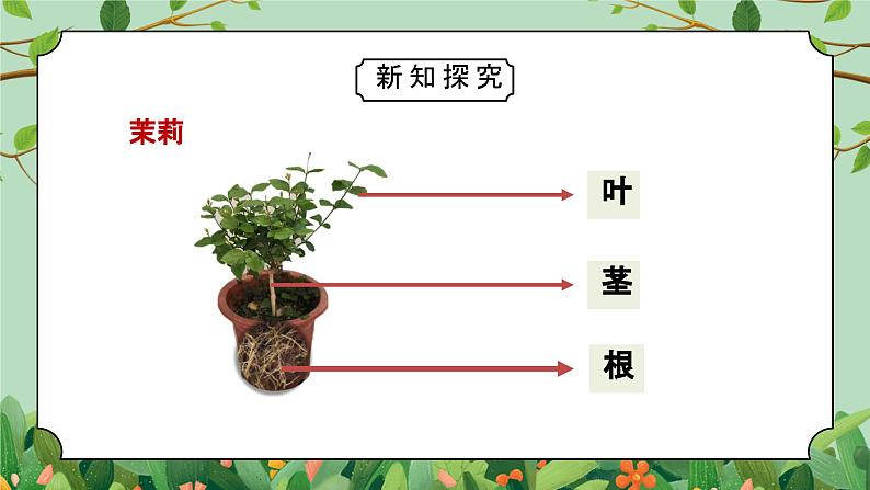 教科版一年级科学上册《植物观察一颗植物》教学课件06