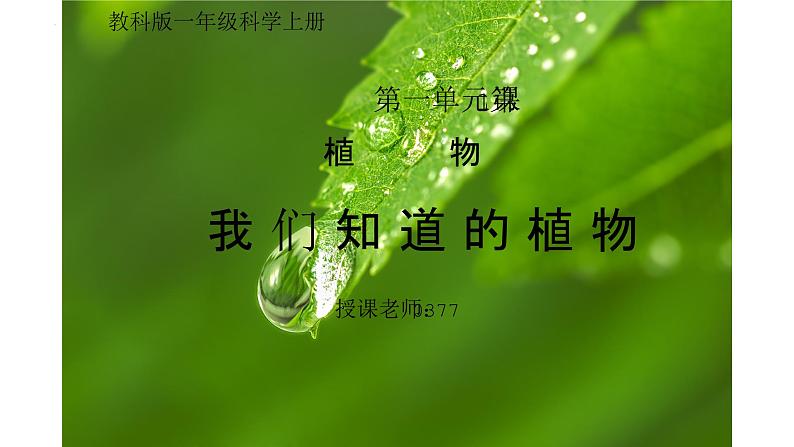 教科版一年级科学上册《植物我们知道的植物》教学课件第1页