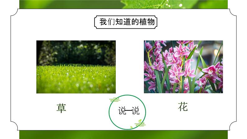 教科版一年级科学上册《植物我们知道的植物》教学课件第2页