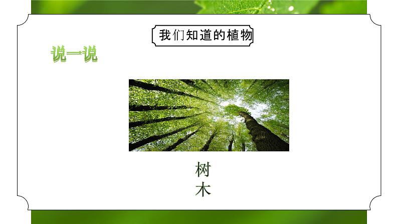 教科版一年级科学上册《植物我们知道的植物》教学课件第3页