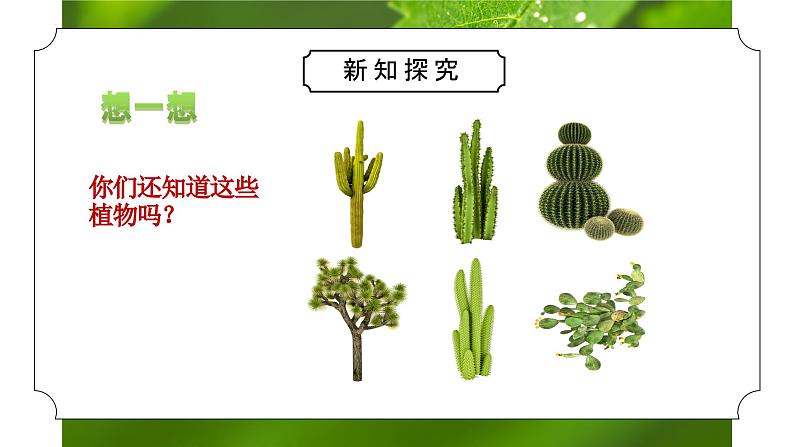 教科版一年级科学上册《植物我们知道的植物》教学课件第5页