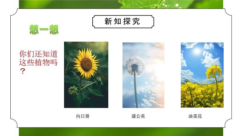 教科版一年级科学上册《植物我们知道的植物》教学课件第6页