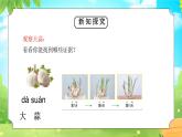 教科版一年级科学上册《植物植物是“活”的吗》教学课件