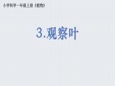 教科版一年级科学上册1.3《观察叶》教学课件