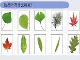 教科版一年级科学上册1.3《观察叶》教学课件