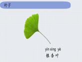 教科版一年级科学上册1.3《观察叶》教学课件