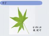 教科版一年级科学上册1.3《观察叶》教学课件