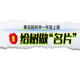 小学科学新青岛版六三制一年级上册第二单元第9课《给树做“名片”》教学课件（2024秋）