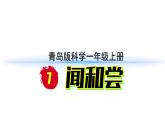 小学科学新青岛版六三制一年级上册第二单元第7课《闻和尝》教学课件（2024秋）