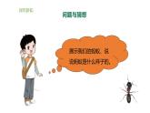 小学科学新大象版一年级上册体验单元《画蚂蚁》教学课件2（2024秋）
