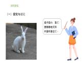 小学科学新大象版一年级上册第二单元第1课《观察兔子》教学课件2（2024秋）