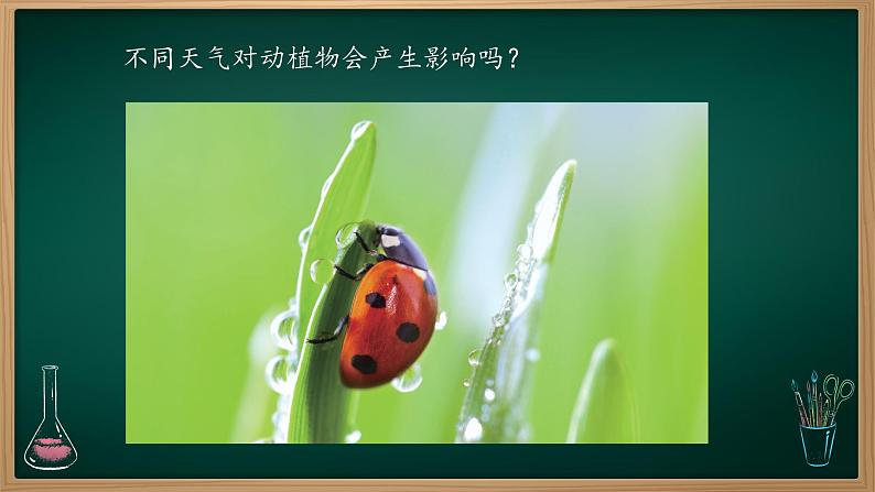 第11课 天气对动植物的影响 课件第3页