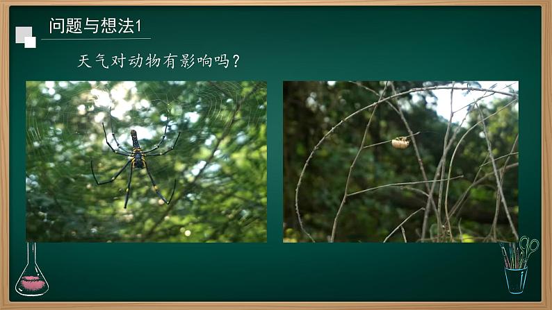 第11课 天气对动植物的影响 课件第4页