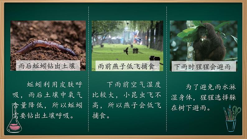 第11课 天气对动植物的影响 课件第6页