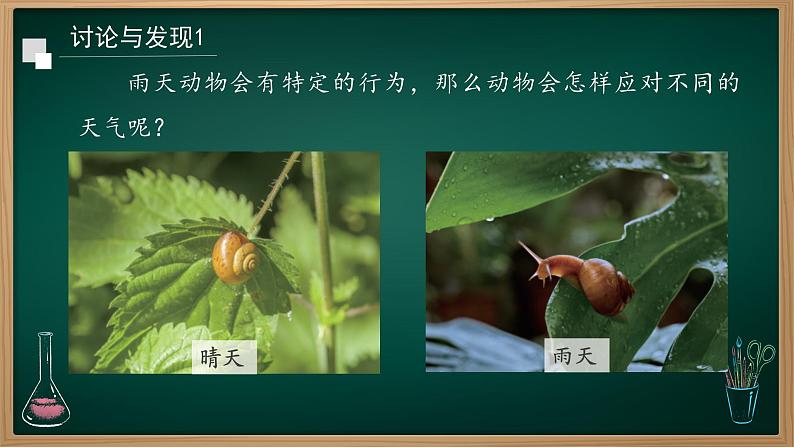 第11课 天气对动植物的影响 课件第7页