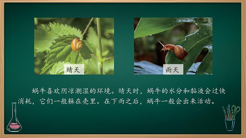 第11课 天气对动植物的影响 课件第8页