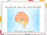 【大单元整体教学】大象版科学五年级上册2.4《脑的保健》单元整体设计+课件+教案+素材