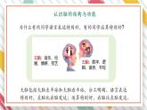 【大单元整体教学】大象版科学五年级上册2.4《脑的保健》单元整体设计+课件+教案+素材