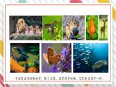 【大单元整体教学】大象版科学三年级上册2.3动物的分类 单元整体设计+课件+教案+素材