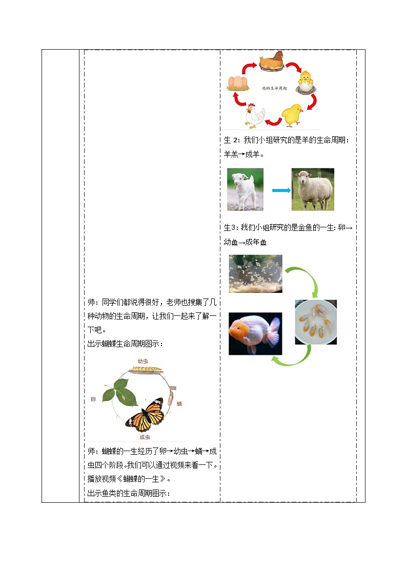 【大单元整体教学】2.4 动物的一生  课时教案第3页