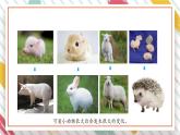 【大单元整体教学】大象版科学三年级上册2.4动物的一生 单元整体设计+课件+教案+素材