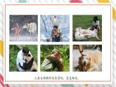【大单元整体教学】大象版科学三年级上册2.5珍稀动物 单元整体设计+课件+教案+素材