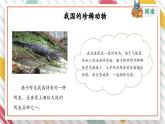 【大单元整体教学】大象版科学三年级上册2.5珍稀动物 单元整体设计+课件+教案+素材