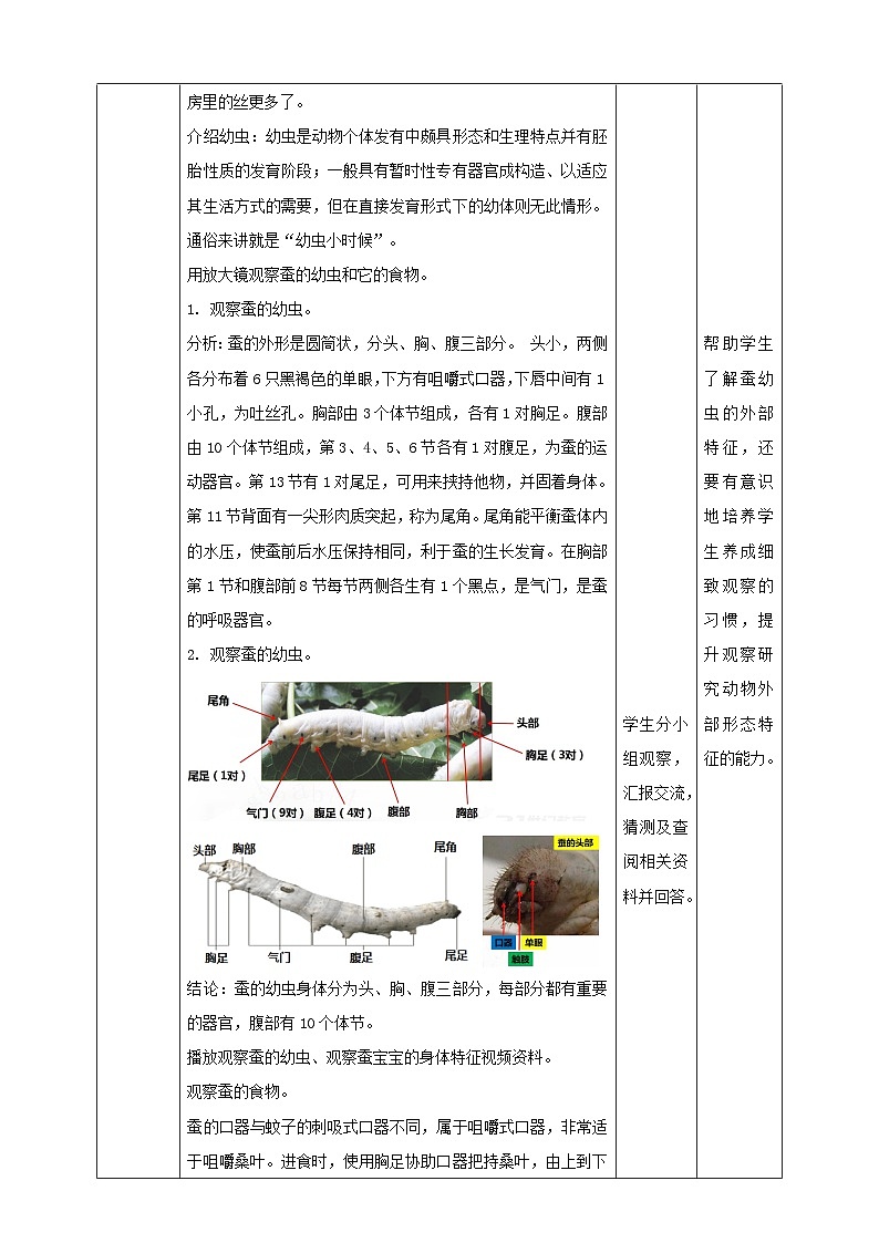 《蚕长大了》名师教案第3页