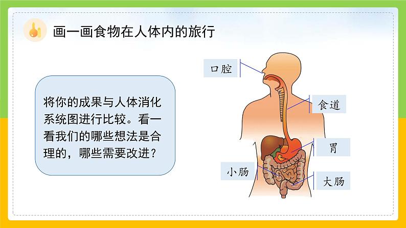 教科版 科学 四上 2.8《食物在身体里的旅行》课件第6页