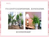 【大單元核心素養(yǎng)】教科版科學一年級上冊1.1《我們知道的植物》單元整體設計+課件+教案