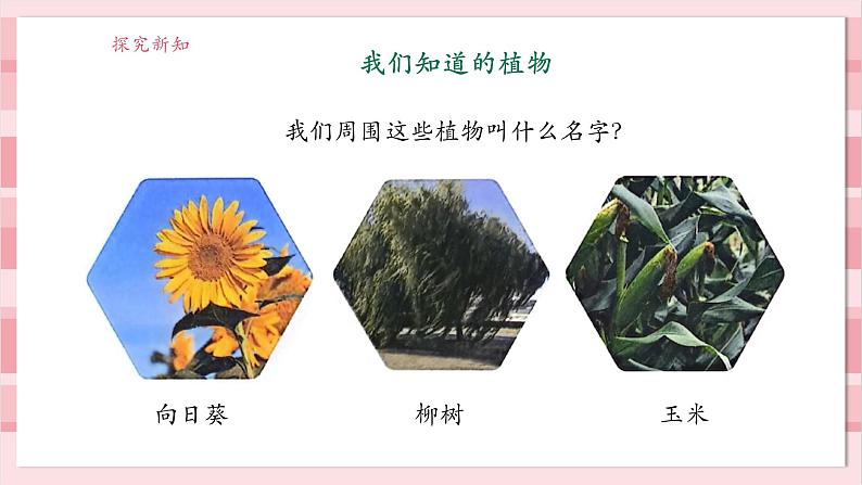 【大单元整体教学】1.1《我们知道的植物》课时课件第7页