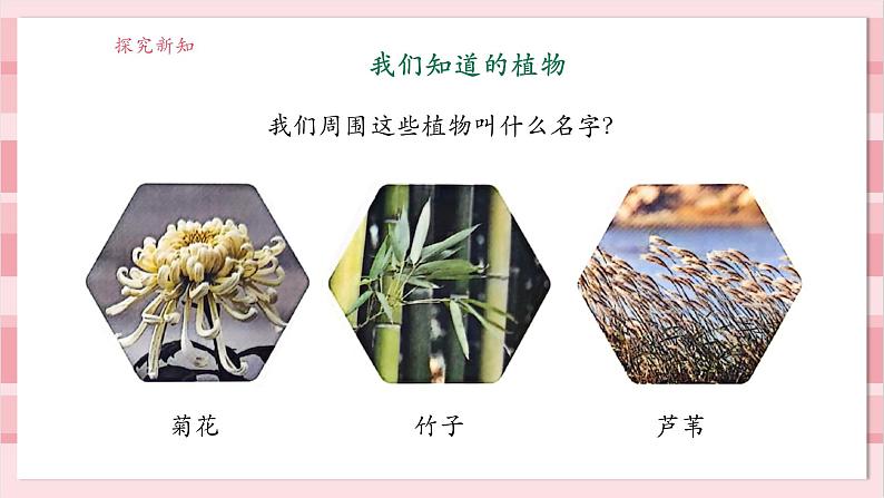 【大单元整体教学】1.1《我们知道的植物》课时课件第8页