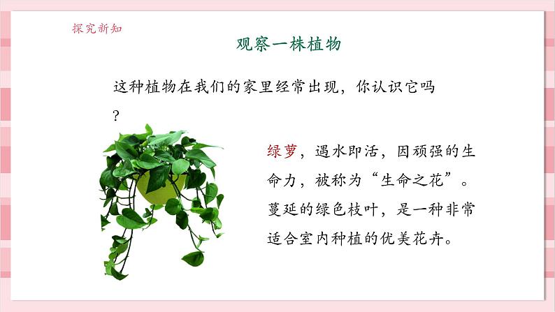 【大单元整体教学】1.2《观察植物》课时课件第5页