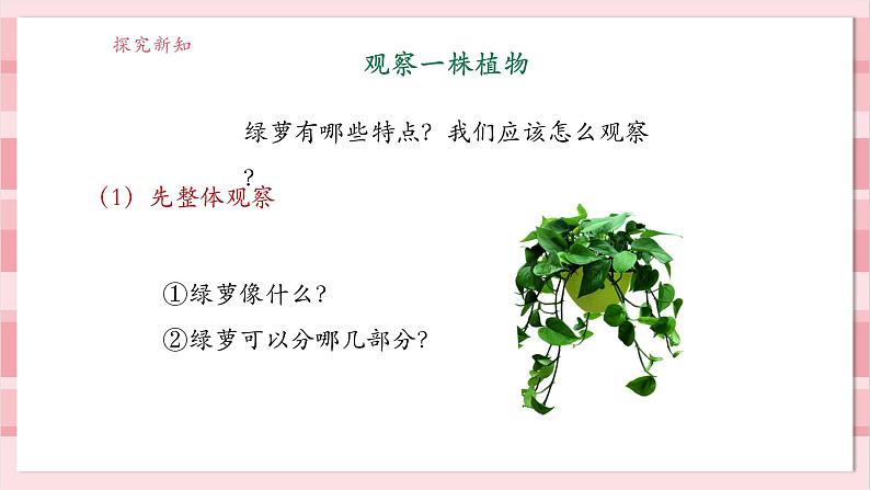 【大单元整体教学】1.2《观察植物》课时课件第6页